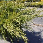 Borievka prostredná (Juniperus x media) ´GOLD STAR - ARMSTRONG GOLD´ - výška 40-60 cm, kont. C20L